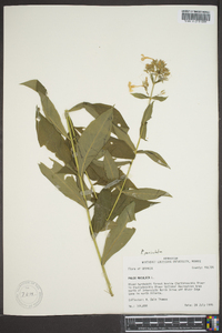 Phlox paniculata image