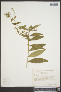 Phlox paniculata image