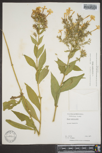 Phlox paniculata image