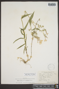 Phlox pilosa subsp. pilosa image