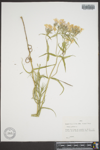 Phlox pilosa subsp. pilosa image