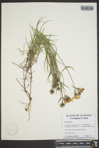 Phlox pilosa subsp. pilosa image