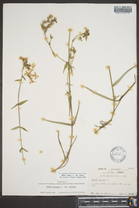 Phlox pilosa subsp. pilosa image