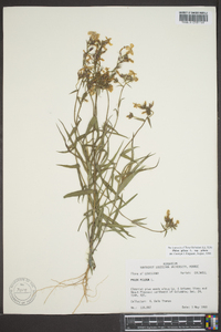 Phlox pilosa subsp. pilosa image