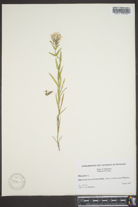 Phlox pilosa subsp. pilosa image