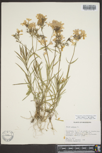 Phlox pilosa subsp. pilosa image