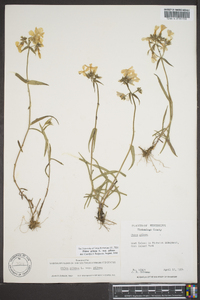 Phlox pilosa subsp. pilosa image