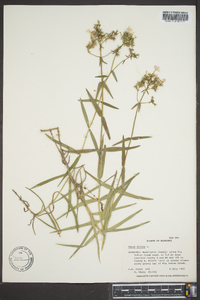 Phlox pilosa subsp. pilosa image