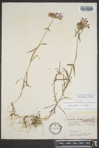 Phlox pilosa subsp. pilosa image