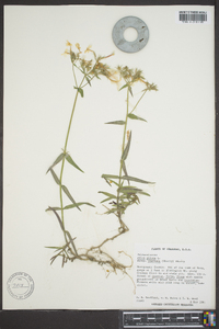 Phlox pilosa subsp. pilosa image