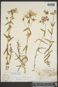 Phlox pilosa subsp. pilosa image