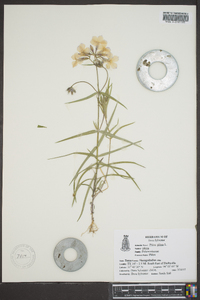 Phlox pilosa subsp. pilosa image