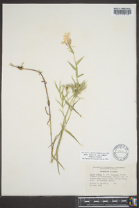 Phlox pilosa subsp. fulgida image