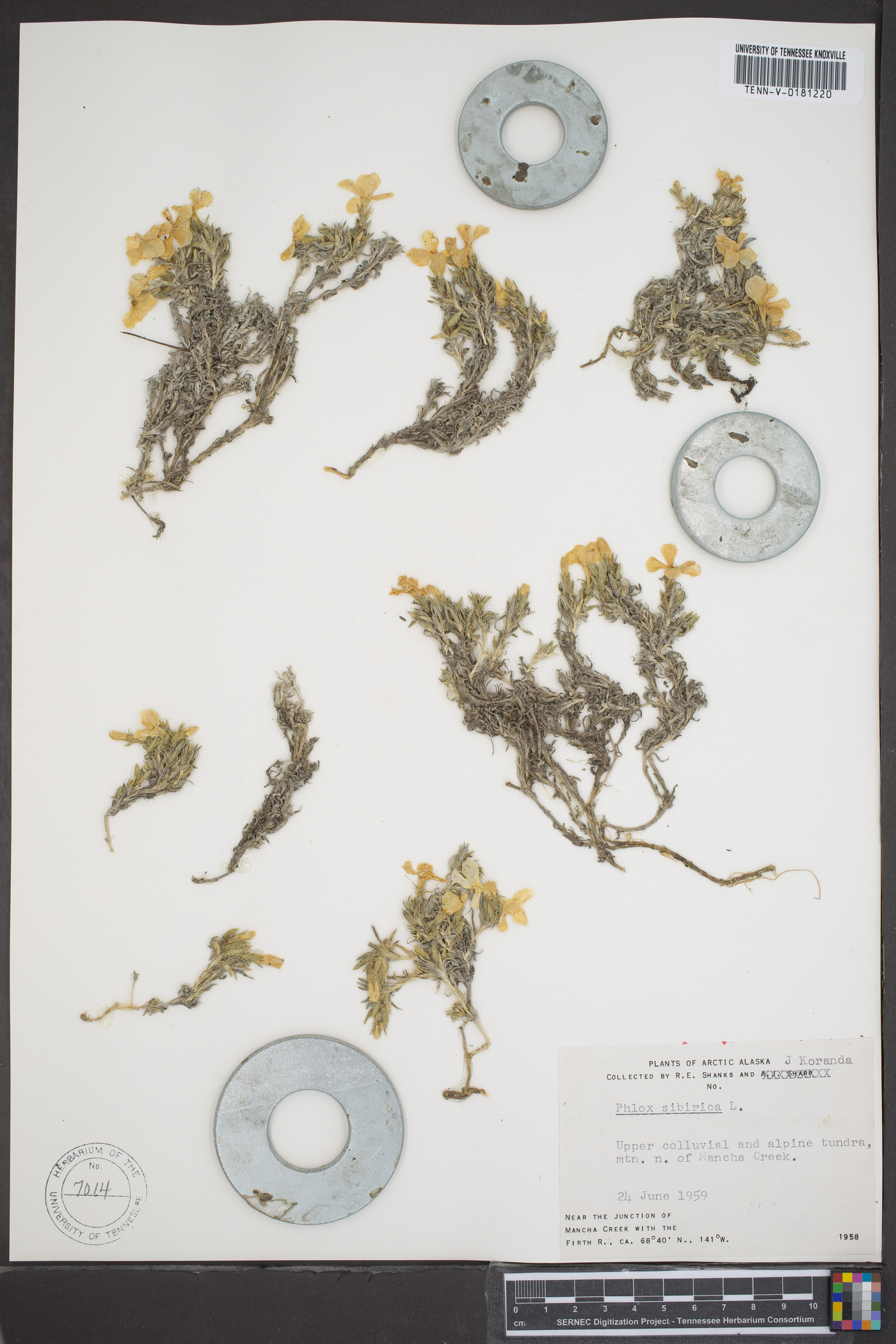 Phlox sibirica image