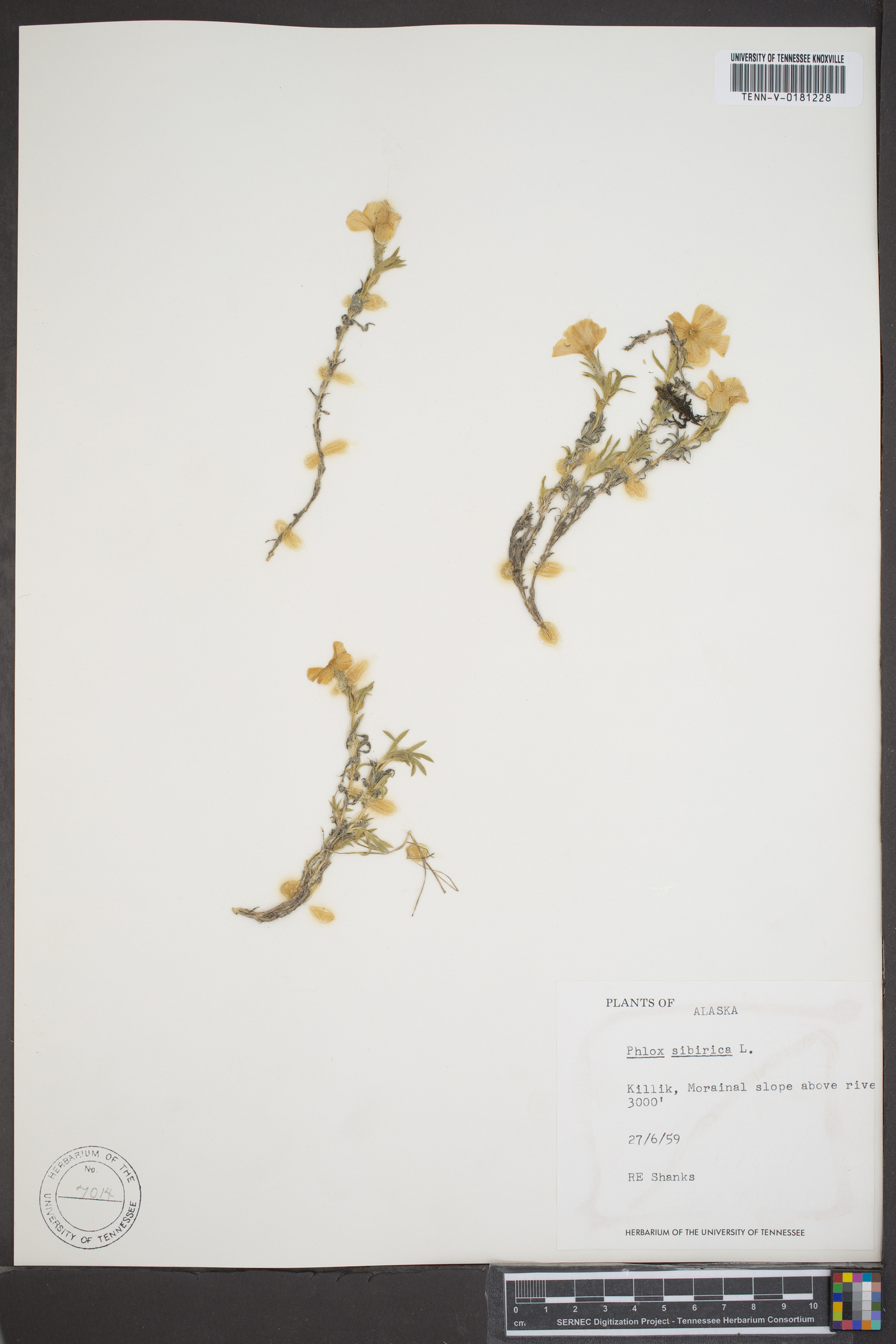 Phlox sibirica image