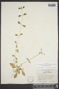 Phlox stolonifera image