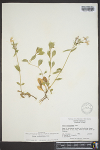 Phlox stolonifera image