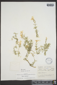 Phlox subulata image