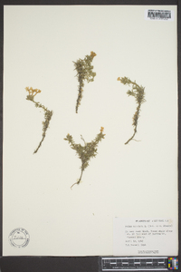 Phlox subulata image