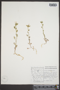 Collomia heterophylla image