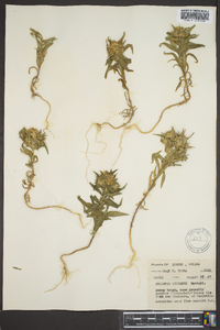 Collomia linearis image