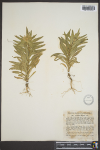 Collomia linearis image