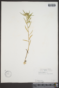 Collomia linearis image