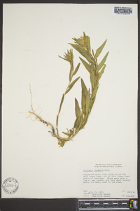 Collomia linearis image