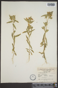 Collomia linearis image