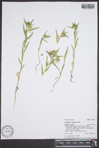 Collomia linearis image