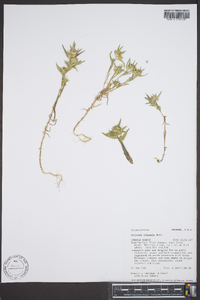 Collomia linearis image