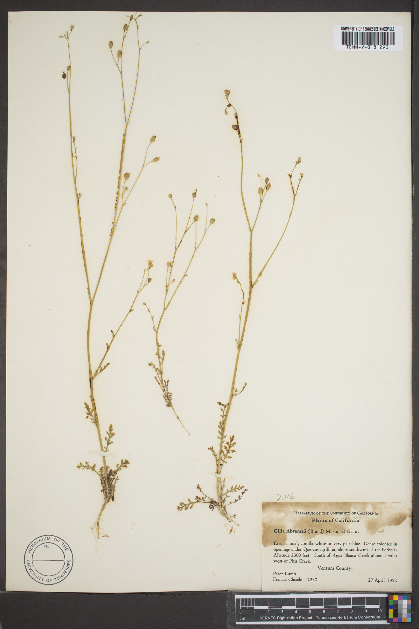 Gilia abramsii image