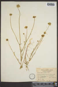 Gilia achilleaefolia image