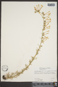 Gilia candida image