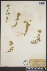 Gilia ciliata image