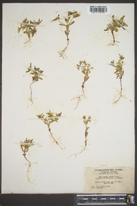 Phlox gracilis subsp. gracilis image