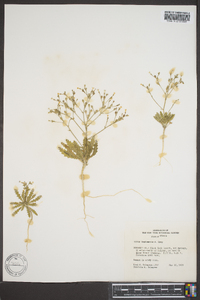 Aliciella leptomeria image