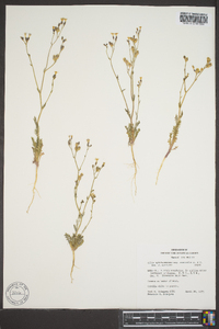 Gilia flavocincta subsp. australis image