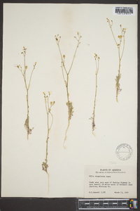 Gilia scopulorum image