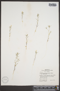 Image of Gilia sparsiflora