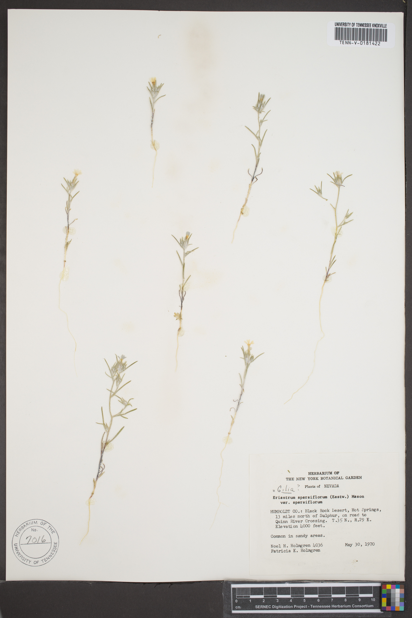 Gilia sparsiflora image