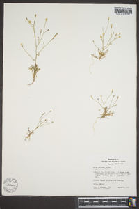 Gilia stellata image