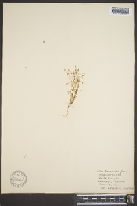 Lathrocasis tenerrima image