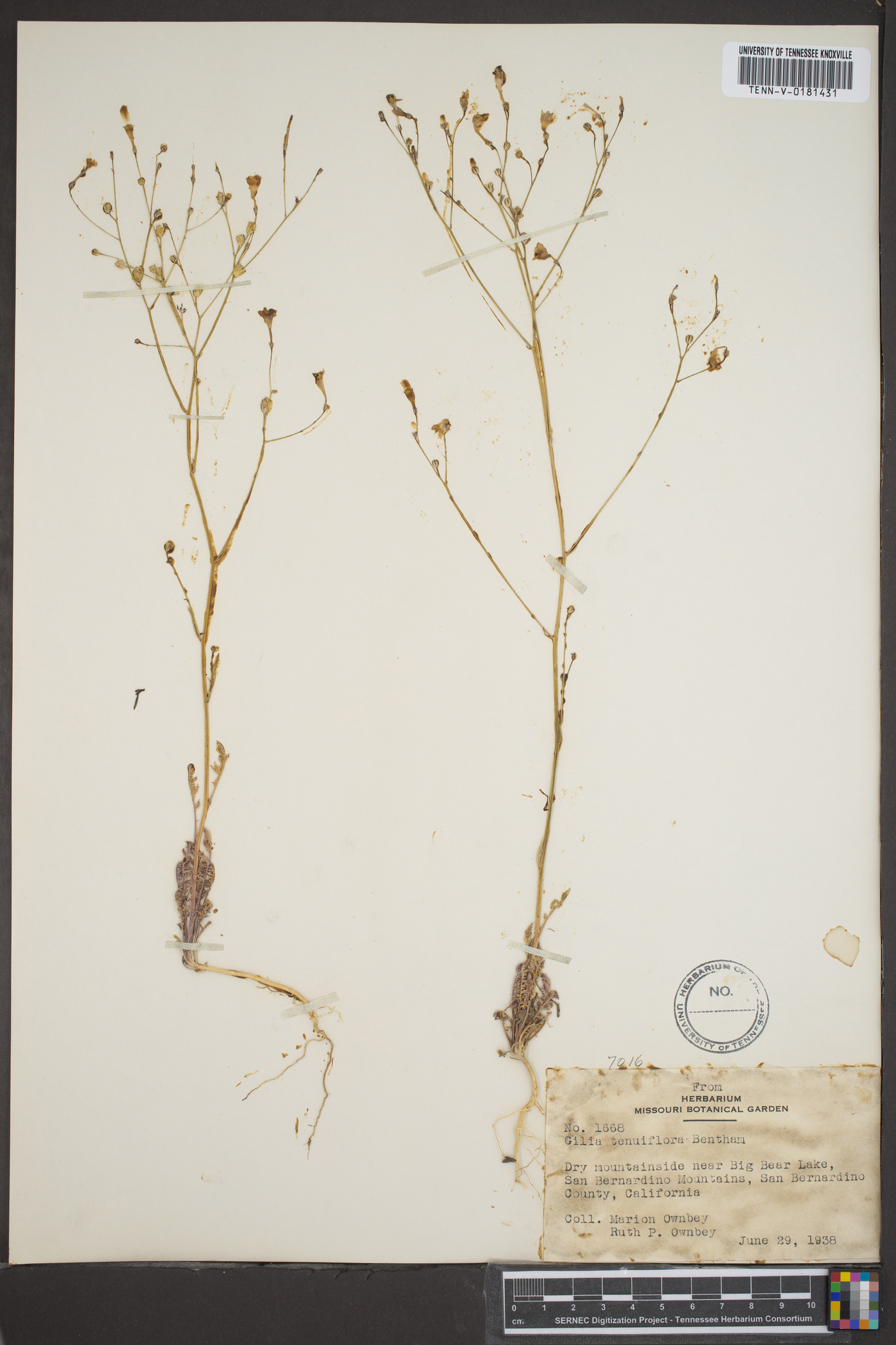Gilia tenuiflora image