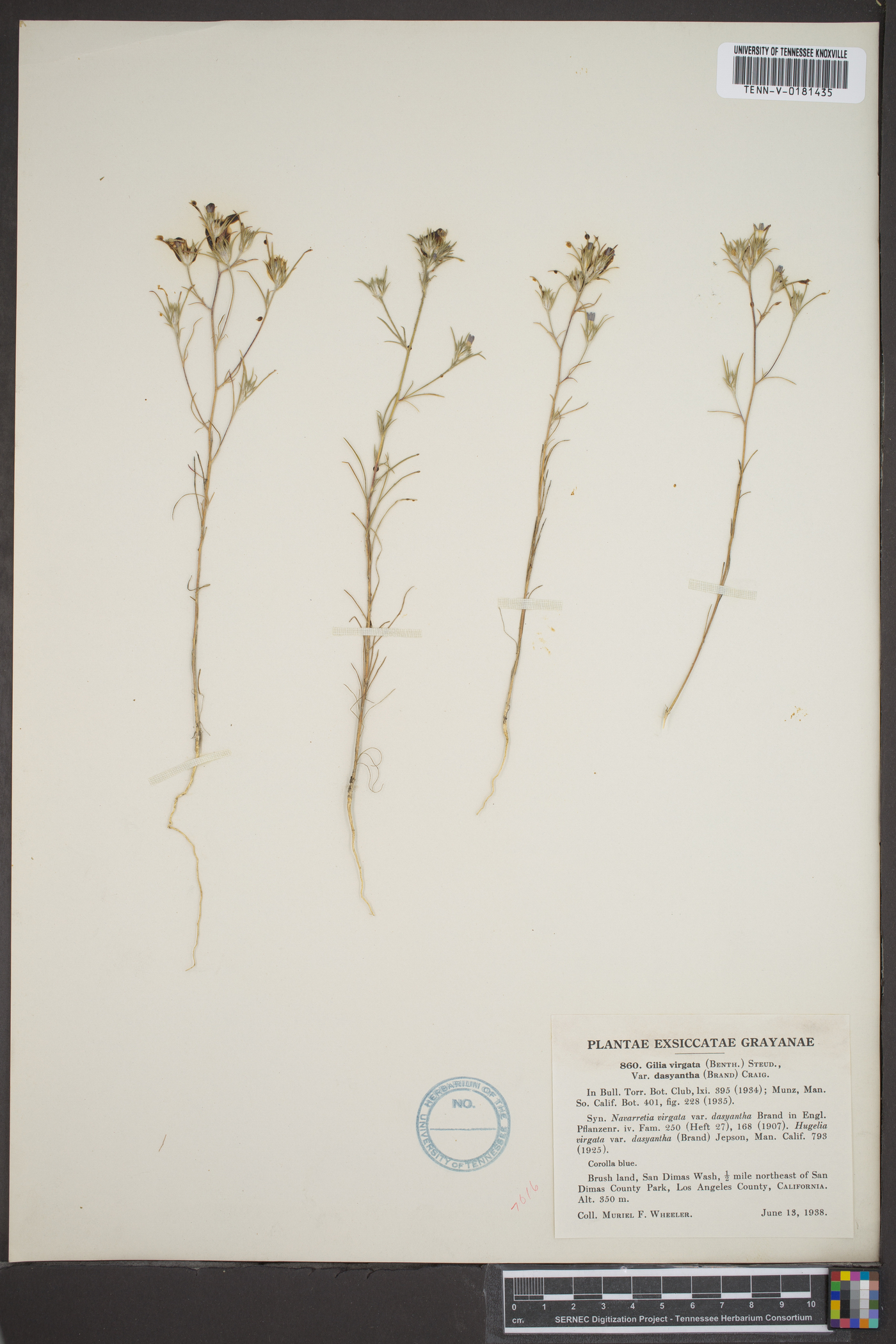 Gilia virgata var. dasyantha image