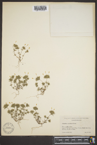Linanthus acicularis image