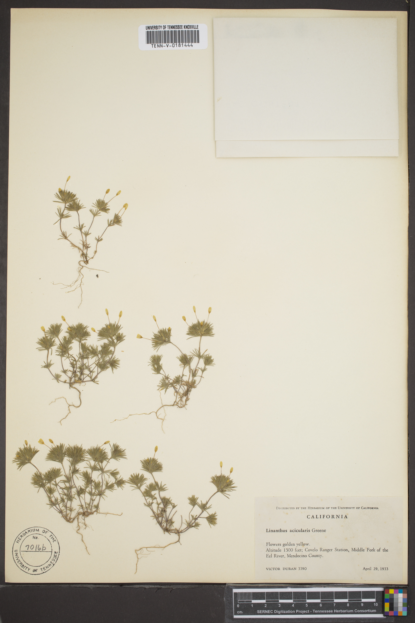 Linanthus acicularis image