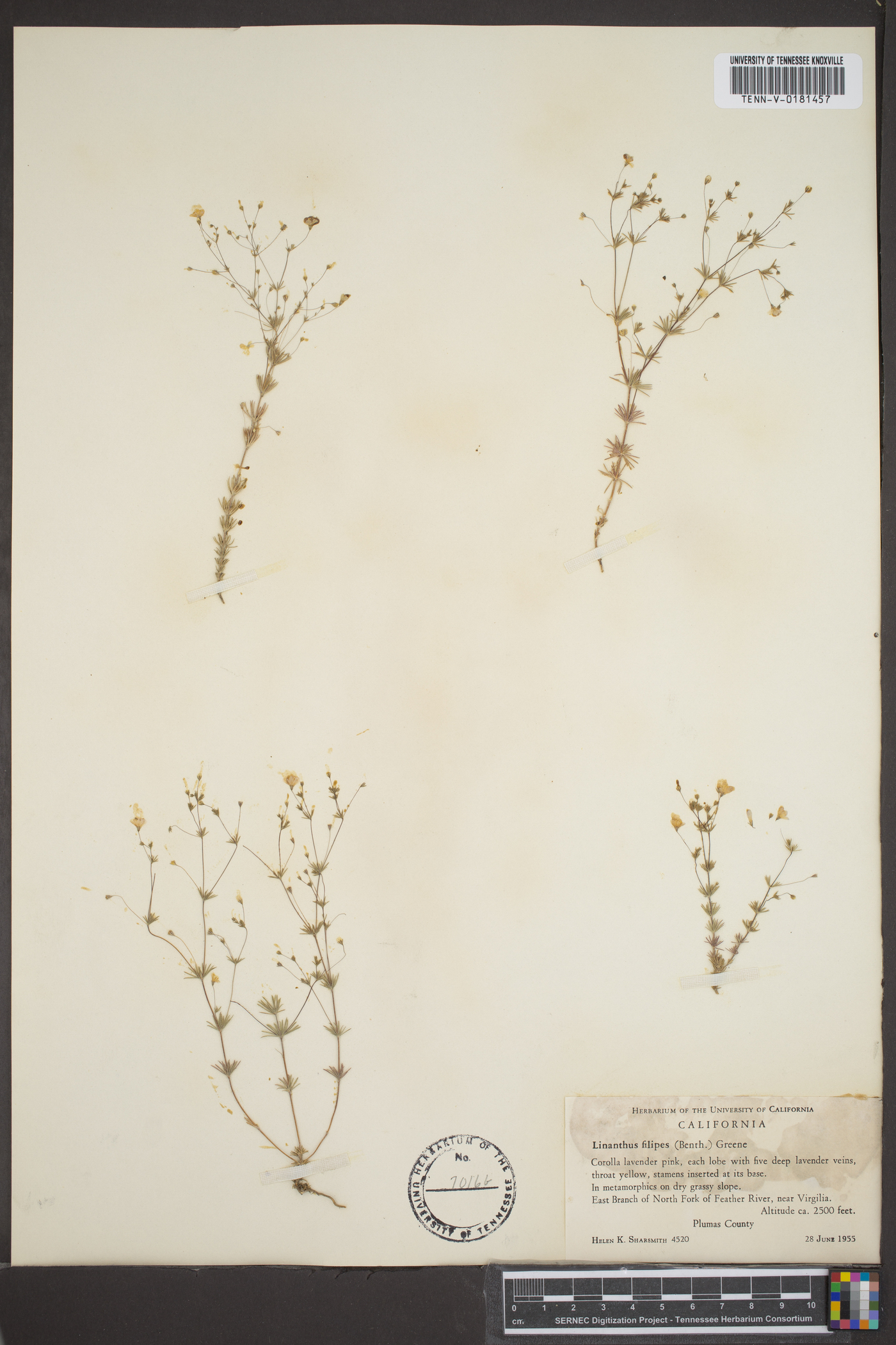 Linanthus filipes image