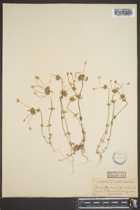 Linanthus parviflorus image