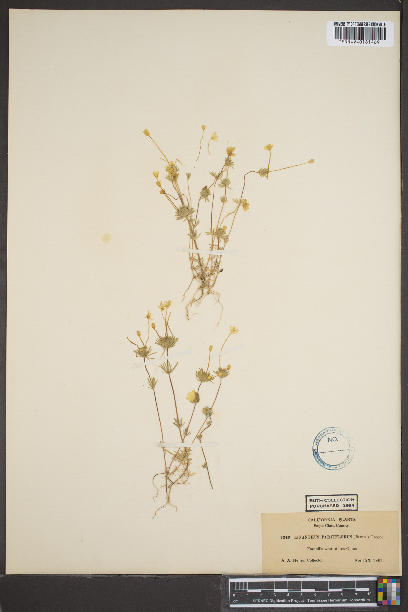 Linanthus parviflorus image